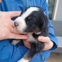 Pastore australiano con pedigree