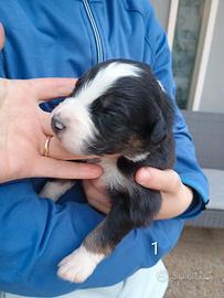 Pastore australiano con pedigree