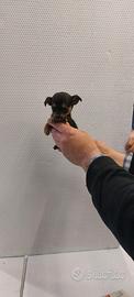 Cucciolo di pincher