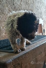 Lagotto romagnolo pedigree ROI