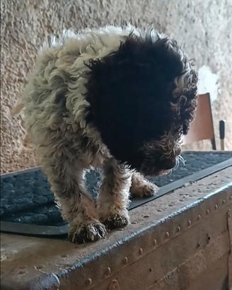 Lagotto romagnolo pedigree ROI