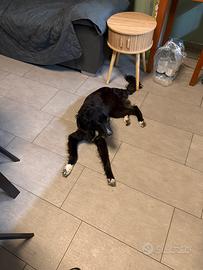 Animali