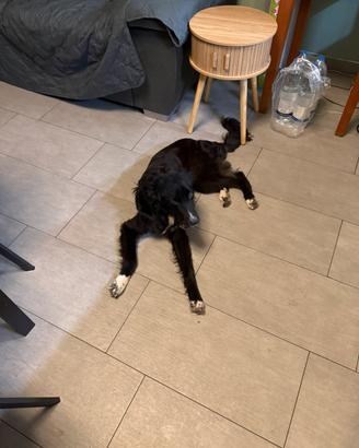 Animali
