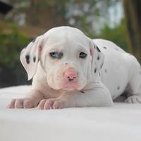 Dalmata occhio azzurro