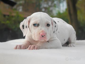 Dalmata occhio azzurro