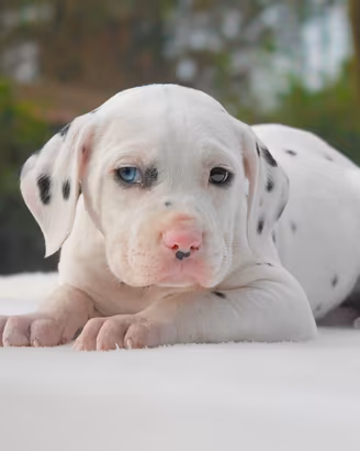 Dalmata occhio azzurro