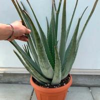 Piante aloe vera biologica