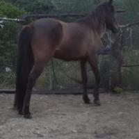 Doppia pony pronta alla doma