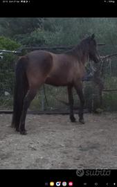 Doppia pony pronta alla doma