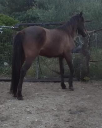 Doppia pony pronta alla doma