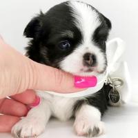 Chihuahua femmina Puoi chiedere un finanziamento