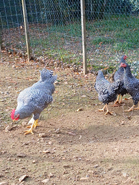 Amrock galli e galline