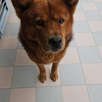 Cane akita Chow