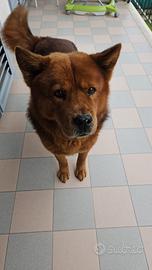 Cane akita Chow