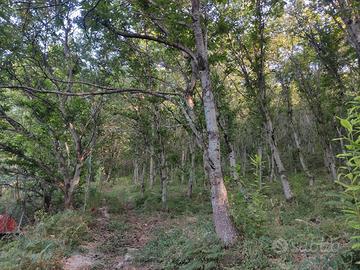 Terreno di castagneti con casa in costruzione