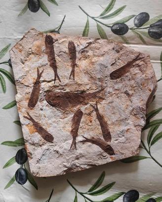 Fossile