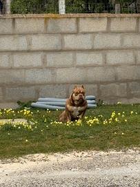 American bully pocket