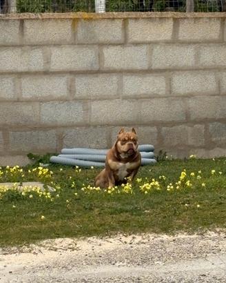American bully pocket