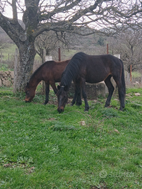 Fattrice con puledra indigene