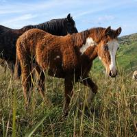 Puledre Paint con documenti americani