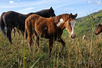 Puledre Paint con documenti americani