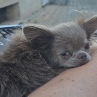 Chihuahua con pedigree