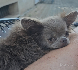 Chihuahua con pedigree