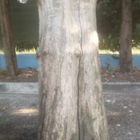 ceppo tronco legno per sculture