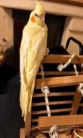 Calopsite dolcissime