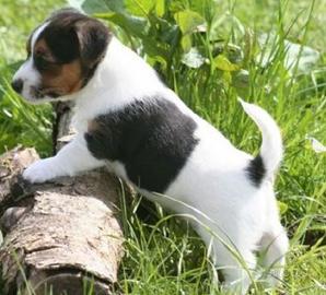 Cucciola jack russell