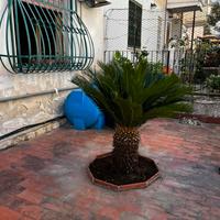 Palma nana- Cycas revoluta