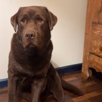 Labrador Retriever Chocolate per accoppiamento