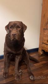 Labrador Retriever Chocolate per accoppiamento