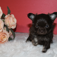 Cuccioli chihuahua con pedigree ENCI