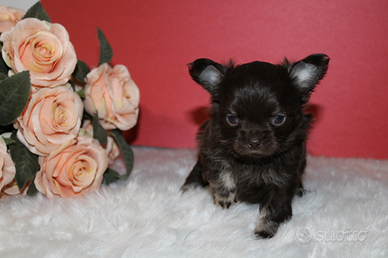 Cuccioli chihuahua con pedigree ENCI