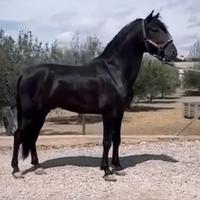 Cavallo andaluso