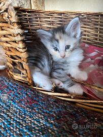 Ultime cucciole di gatto Norvegese delle foreste