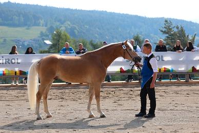 Stallone Haflinger per sport e allevamento