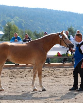 Stallone Haflinger per sport e allevamento