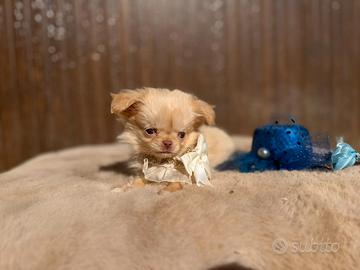 Cucciolo maschio chihuahua pelo lungo