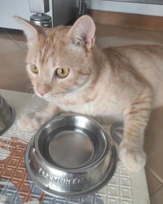Gatto Orange
