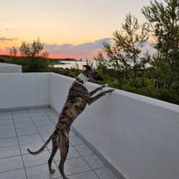 Whippet maschio per accoppiamento