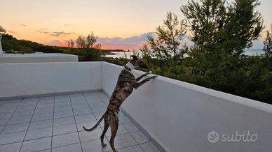 Whippet maschio per accoppiamento