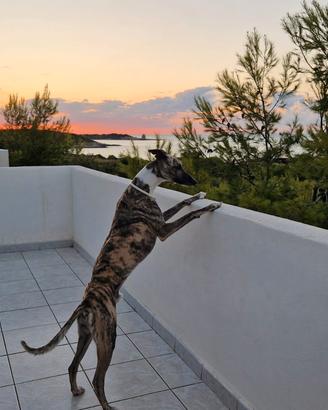 Whippet maschio per accoppiamento
