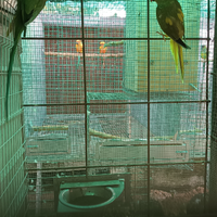 Parochetti dal collare