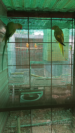 Parochetti dal collare