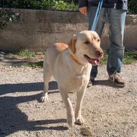 Labardor con pedigree