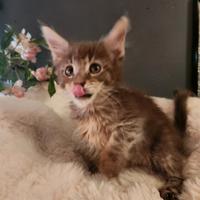 Cuccioli maine coon