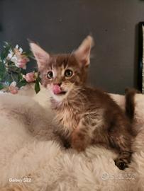 Cuccioli maine coon