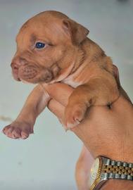 Pitbull UKC